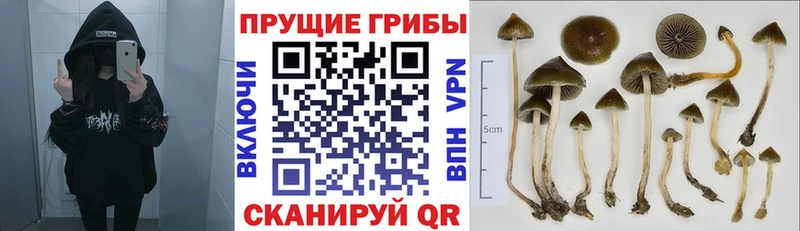 Галлюциногенные грибы прущие грибы  Кемь 